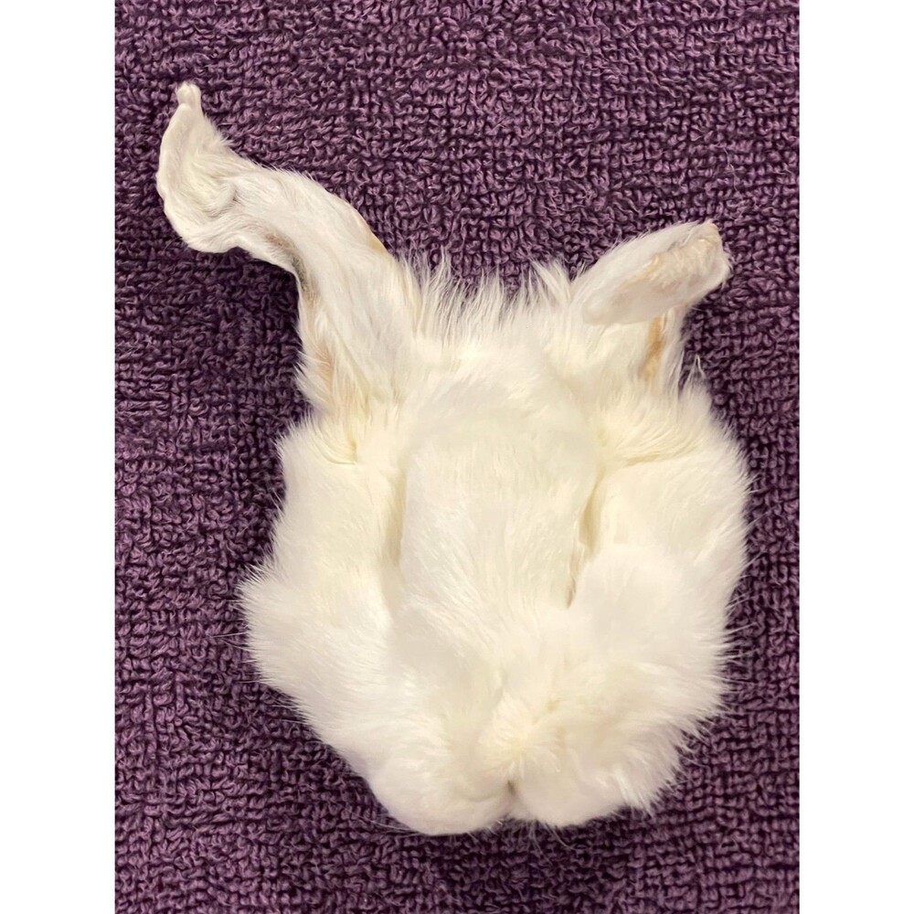 Genuine White Rabbit Face Cream Pelt Real Fur Taxidermy Oddities Curios Craft
